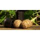 Nash Ball Maker