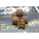 Enzymatic Squid 30mm 300g