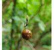Jetfish Demex - boilies CHOBOTNICA-X