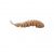 Trout Delirium Tanta 6cm 3,3g 8ks